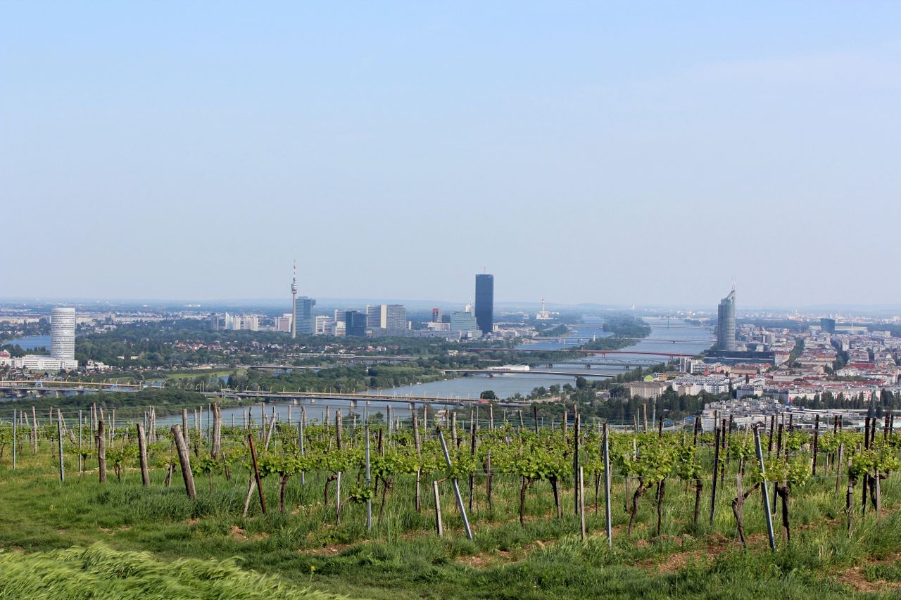 Heurigen in Wien – Sturm, Weinwandern und wo der Herbst am besten schmeckt